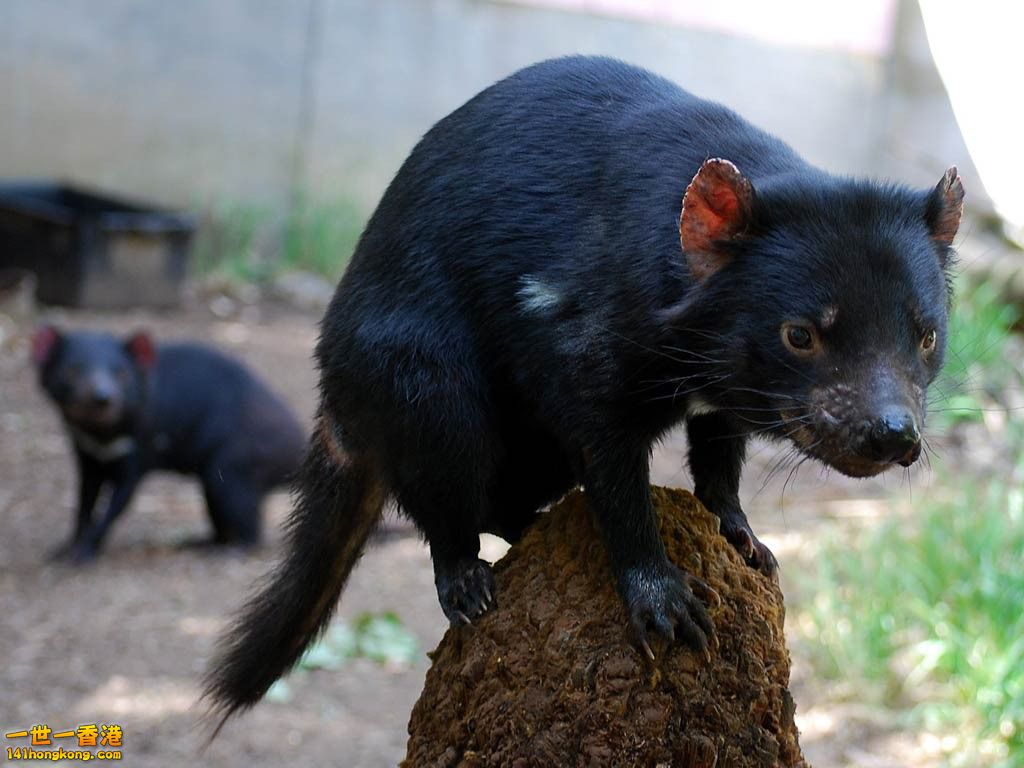 tasmanian-devil-wallpapers-6.jpg