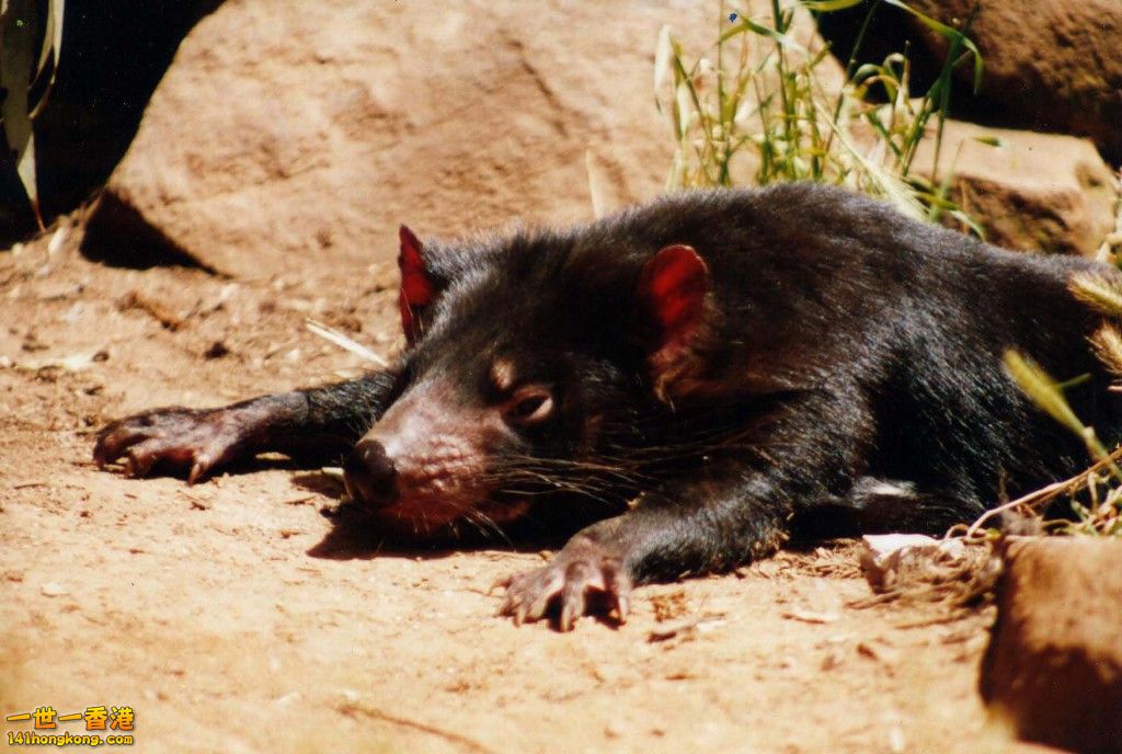 tasmanian-devil-wallpapers-12.jpg