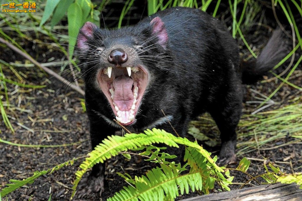 Tasmanian Devil9.jpg