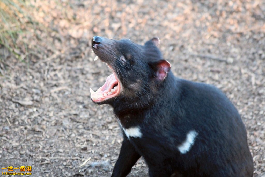 tasmanian-devil.jpg