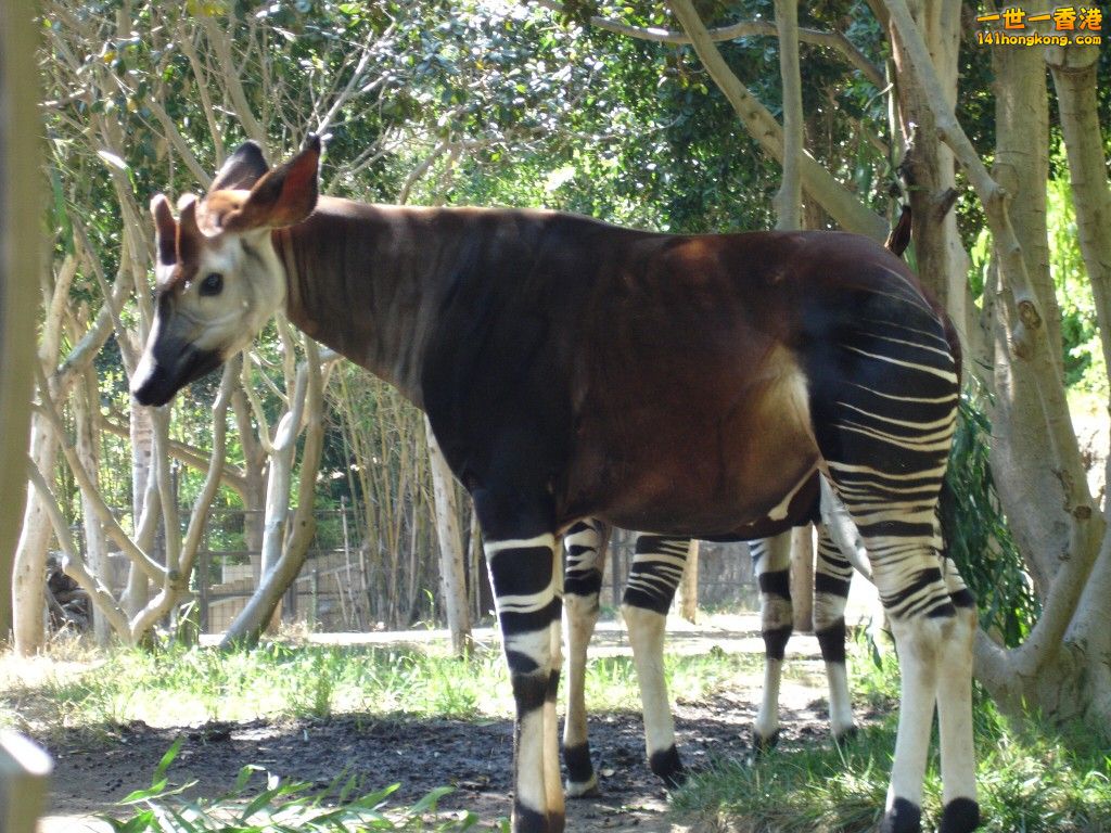 okapi-wallpapers-5.jpg