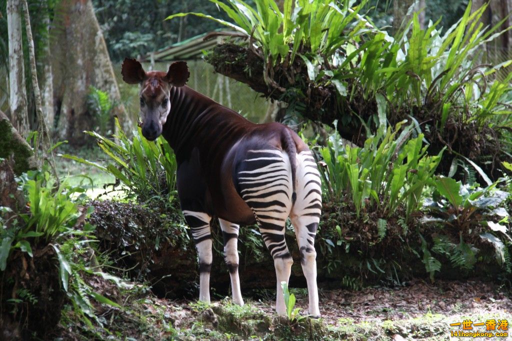 okapi-wallpapers-6.jpg