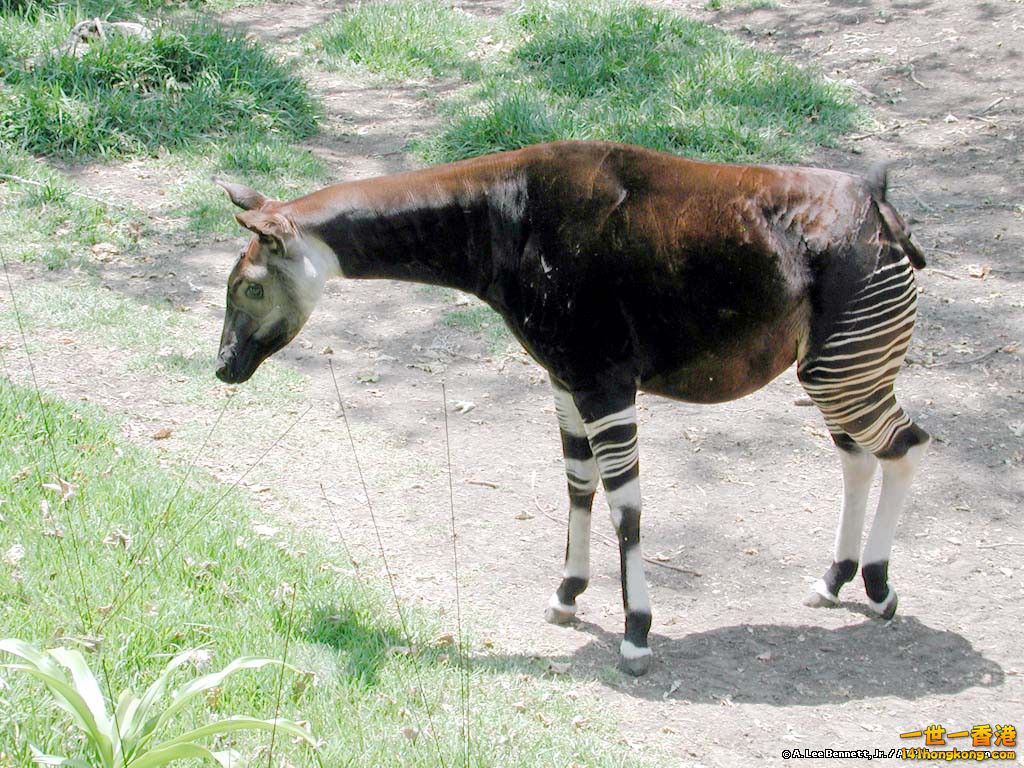okapi-wallpapers-8.jpg