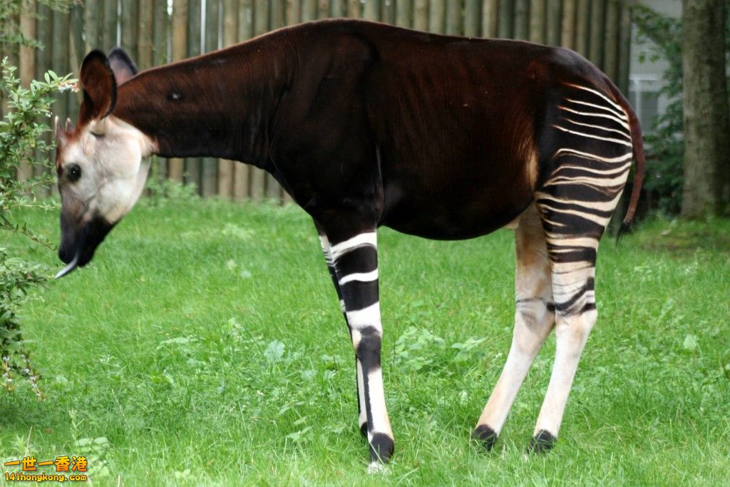 okapi-wallpapers-12.jpg