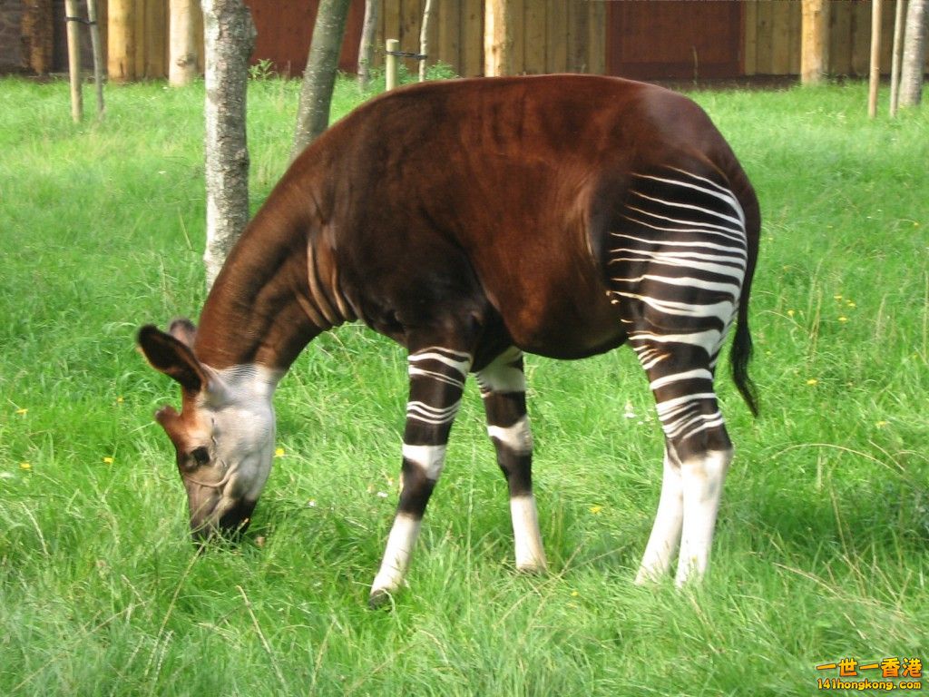 okapi-wallpapers-9.jpg