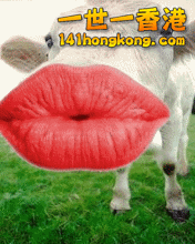 1-100130201216.gif