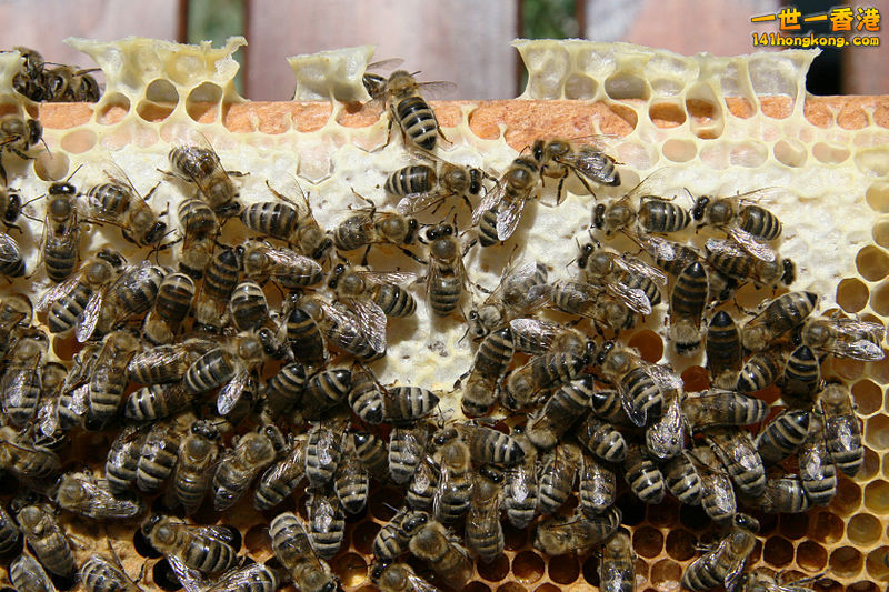 800px-Bienen_auf_Wabe_1.jpg