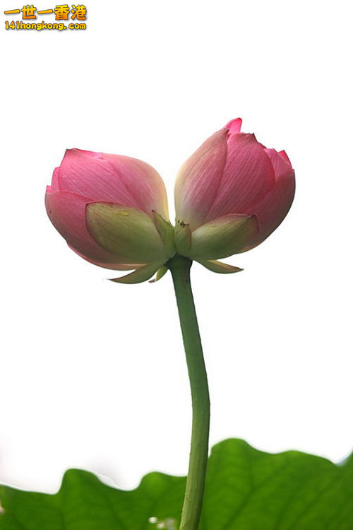 并蒂莲.jpg