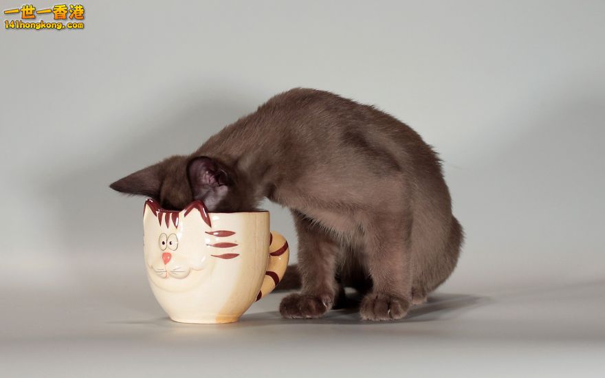 animals-cats-cups-funny-studio-1698432-1680x1050__880.jpg