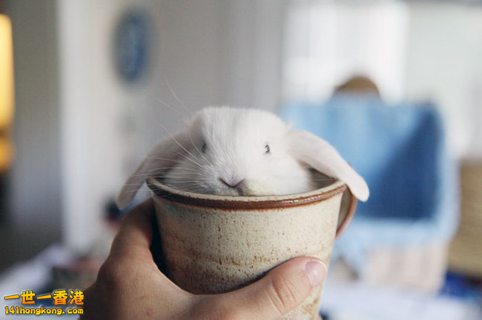 Cuteness-Explosion-Animals-In-Cups24__700.jpg