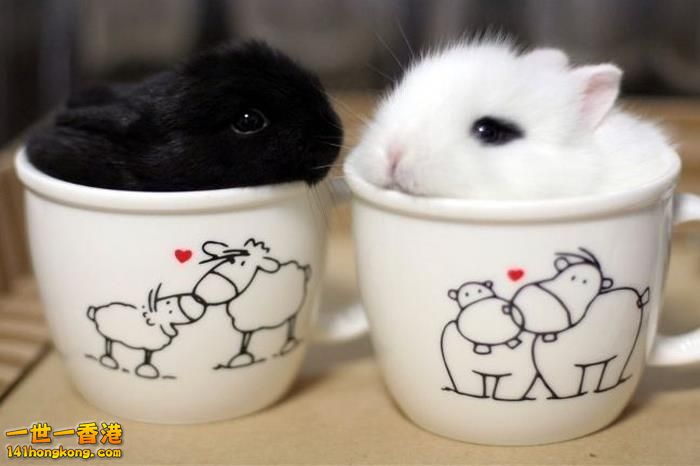 Cuteness-Explosion-Animals-In-Cups34__700.jpg