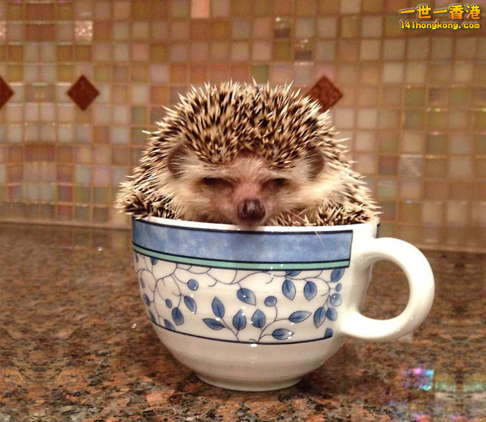 Cuteness-Explosion-Animals-In-Cups38__700.jpg
