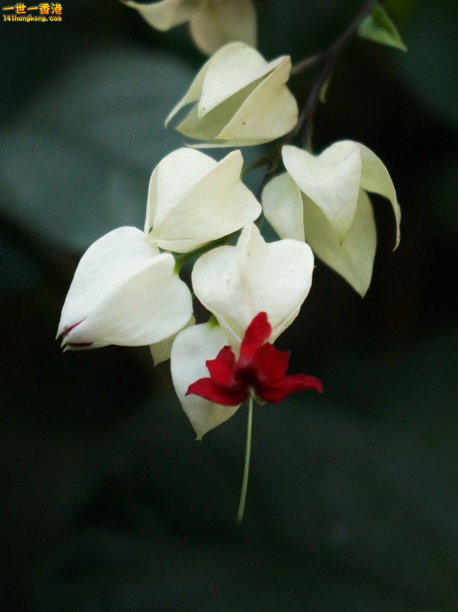 DSC05590.JPG