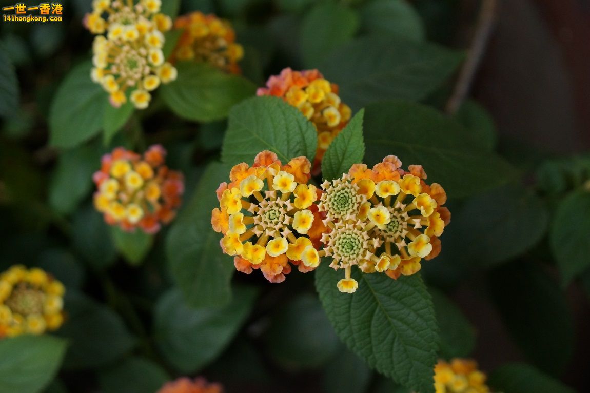 DSC0560511.jpg