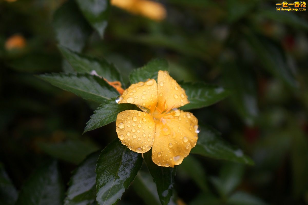 DSC05479.JPG