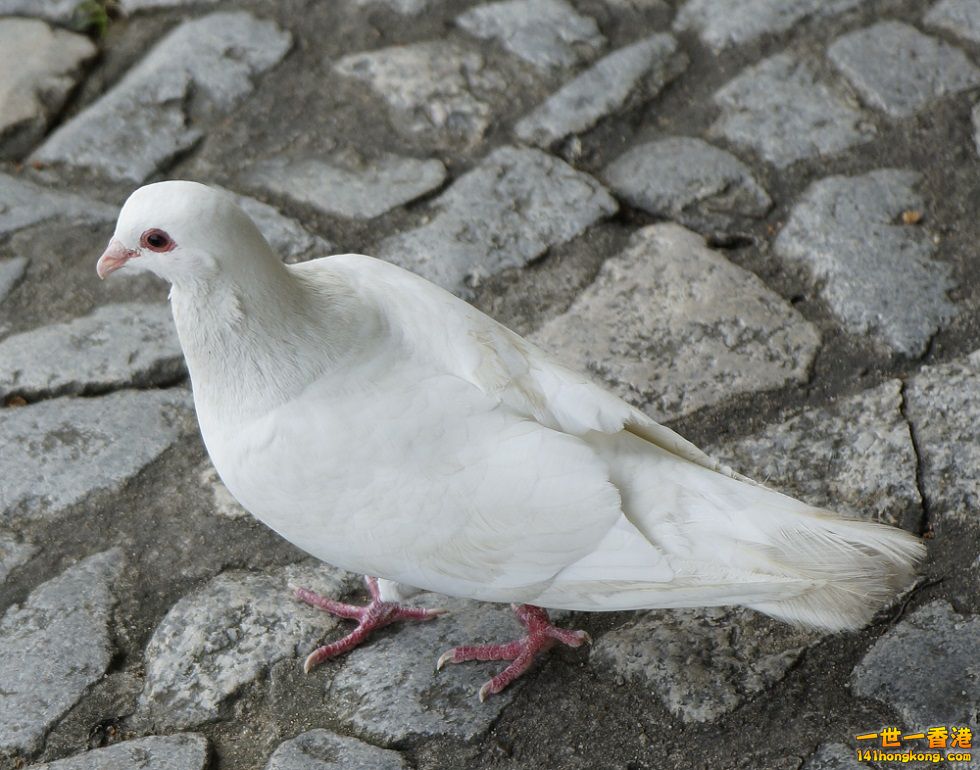 _DSC5333.JPG