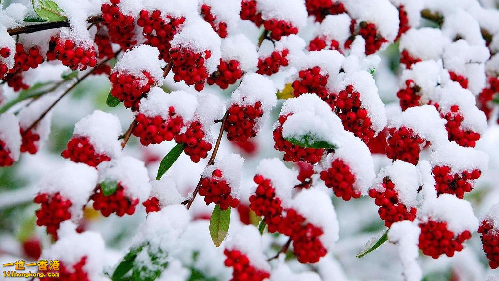 4. 被霜雪裹住的漿果.jpg