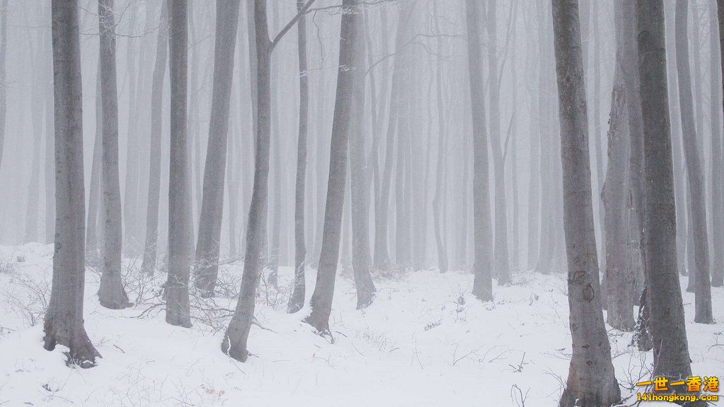 9. 保加利亞(Bulgaria) 銀白色的櫸木林.jpg