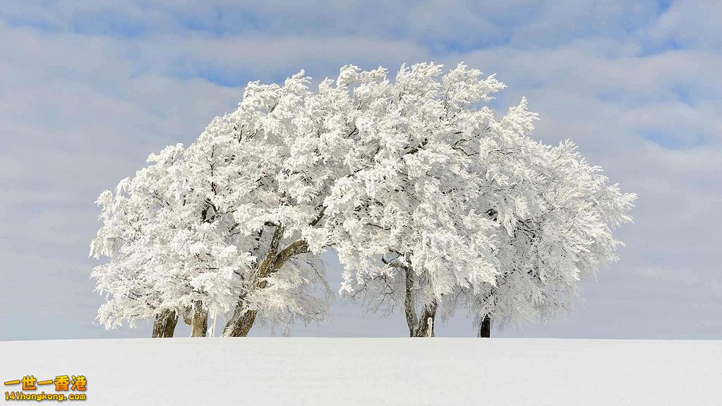 17. 德國 紹因斯蘭山(Schauinsland Mountain)上的櫸木.jpg