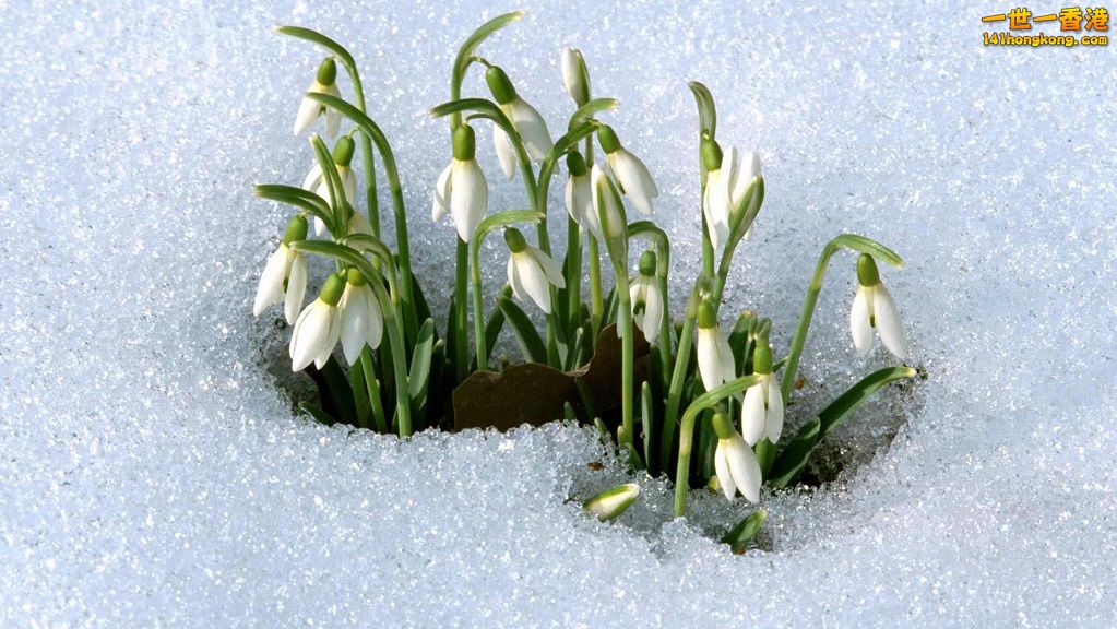 16. 從冰霜中盛放的雪蓮花(Snowdrops).jpg