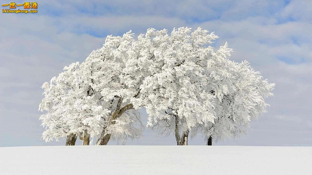 17. 德國 紹因斯蘭山(Schauinsland Mountain)上的櫸木.jpg