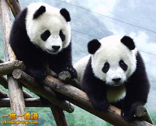 Panda2Tree=500.jpg