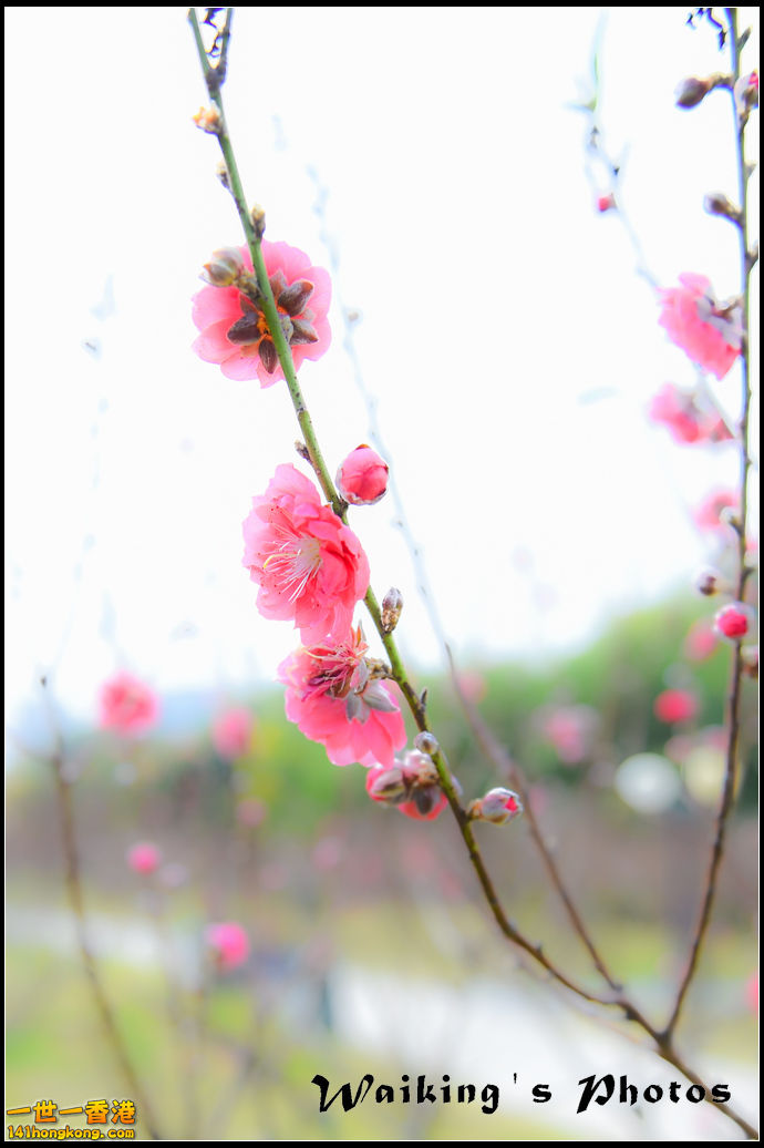 150124 Peach Blossom - 0001.jpg
