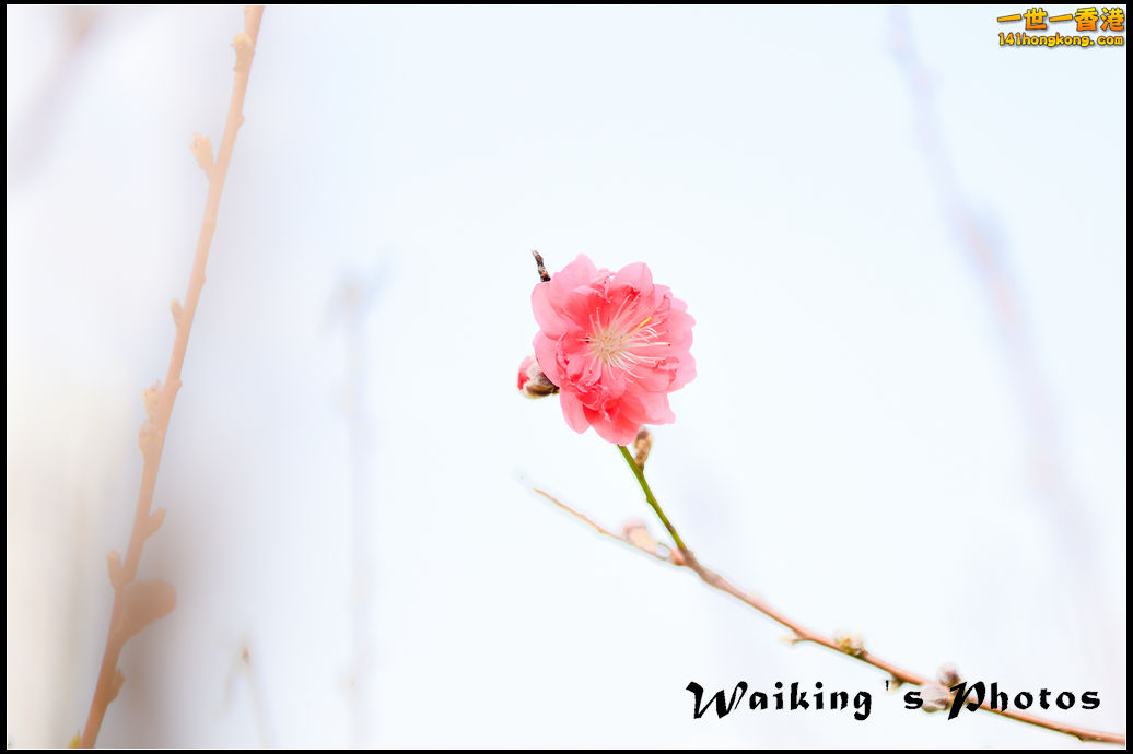 150124 Peach Blossom - 0002.jpg
