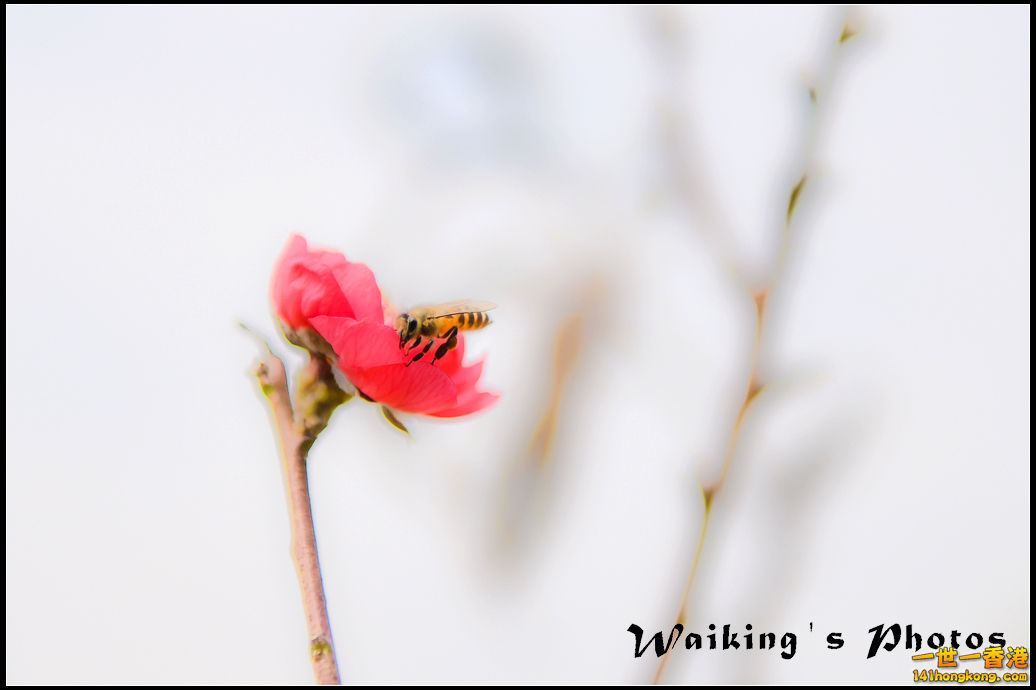 150124 Peach Blossom - 0004.jpg