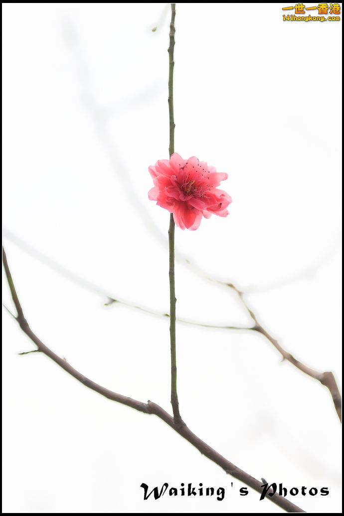 150124 Peach Blossom - 0011.jpg