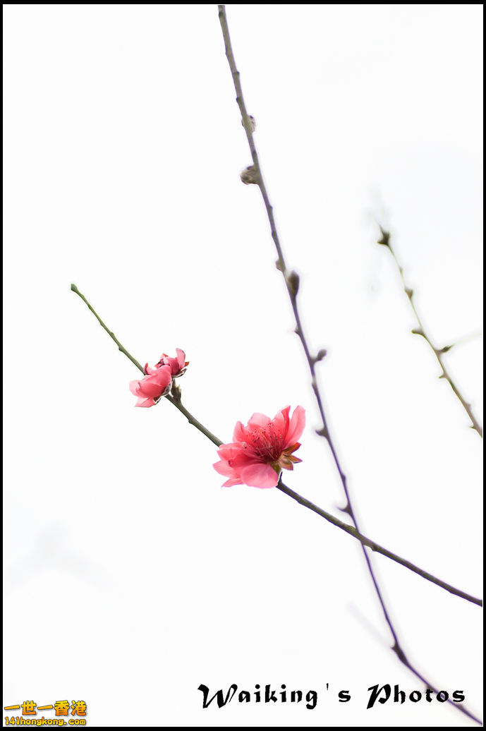 150124 Peach Blossom - 0012.jpg