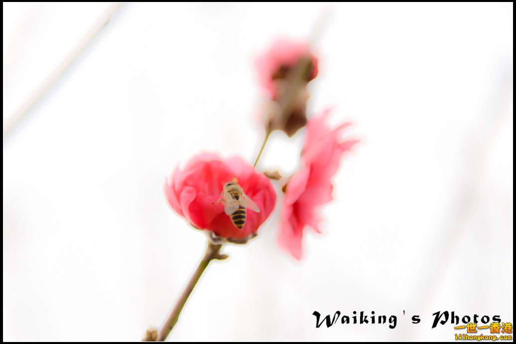 150124 Peach Blossom - 0017.jpg
