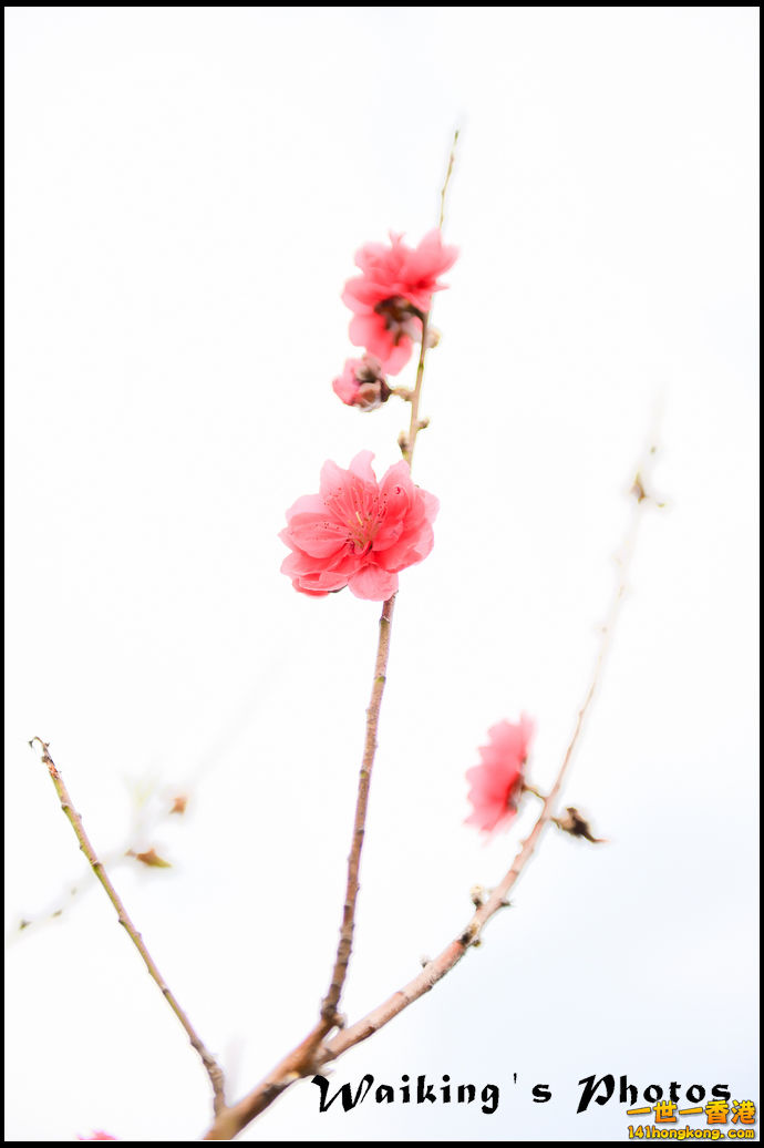 150124 Peach Blossom - 0019.jpg