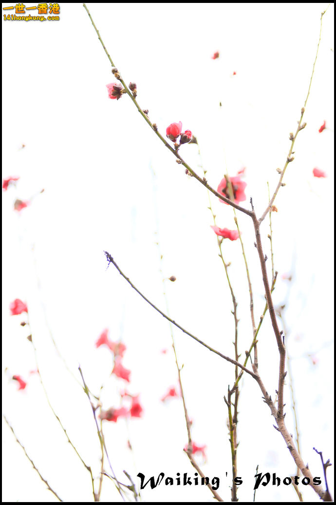 150124 Peach Blossom - 0022.jpg