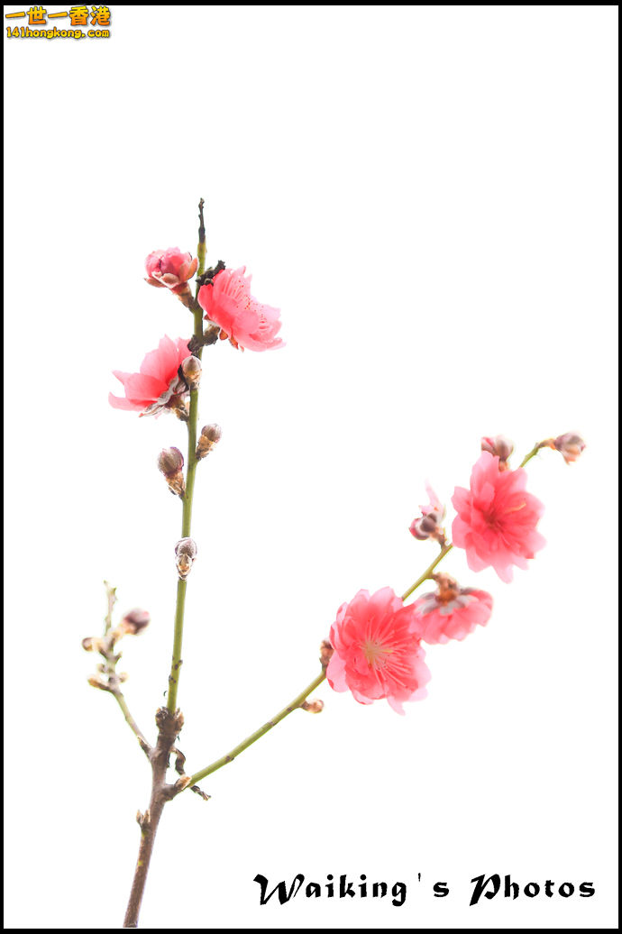 150124 Peach Blossom - 0024.jpg