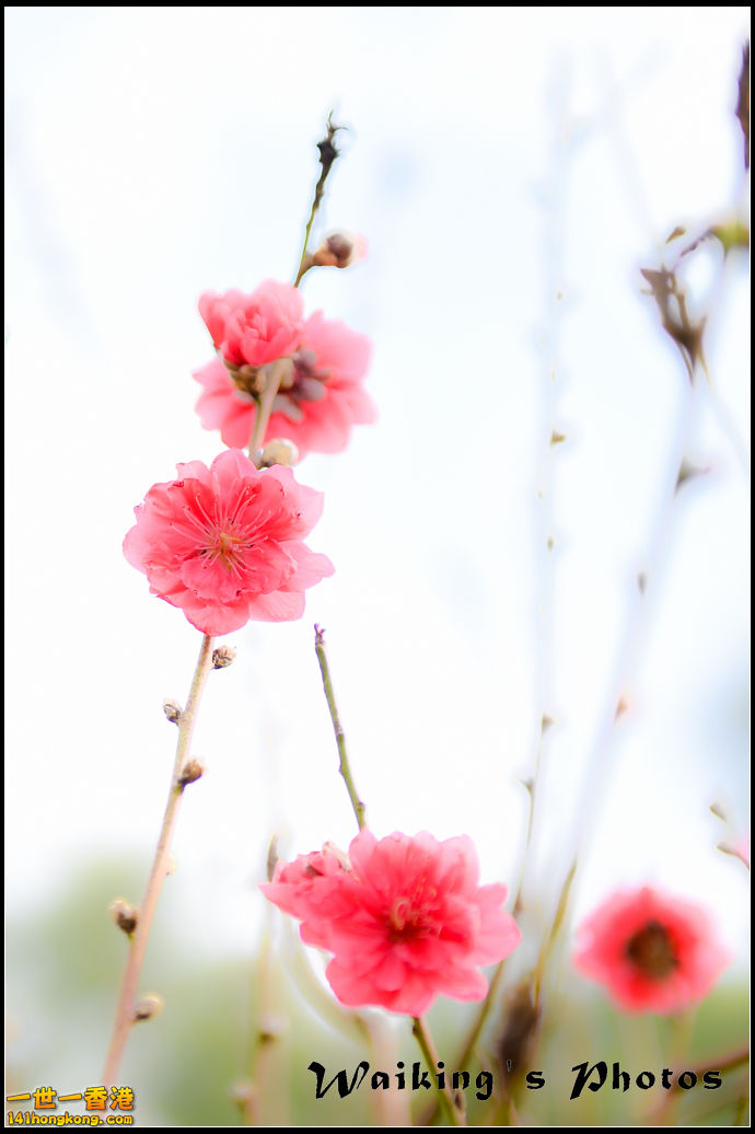 150124 Peach Blossom - 0025.jpg