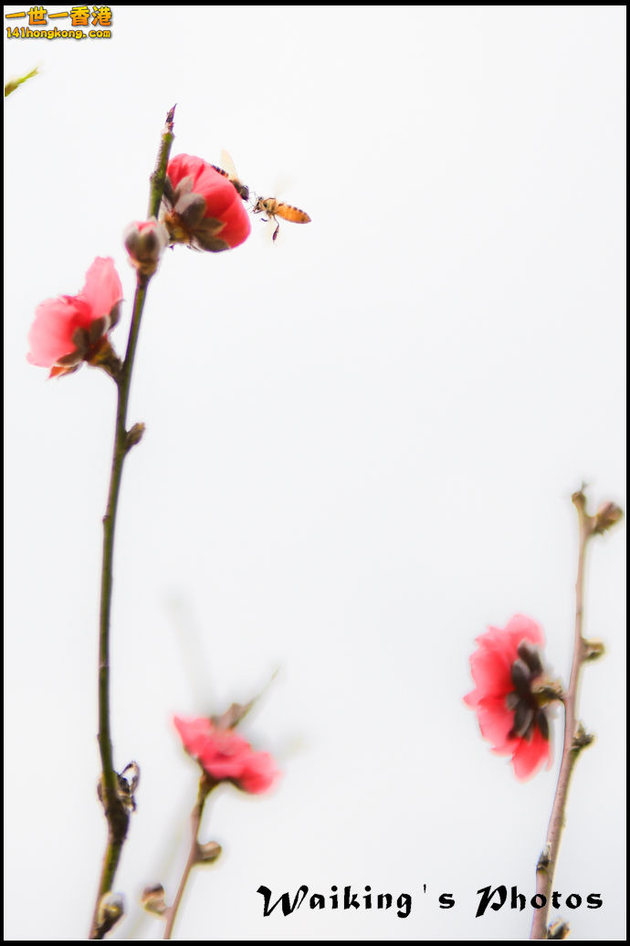 150124 Peach Blossom - 0026.jpg