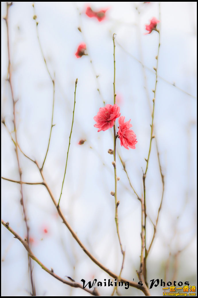 150124 Peach Blossom - 0027.jpg