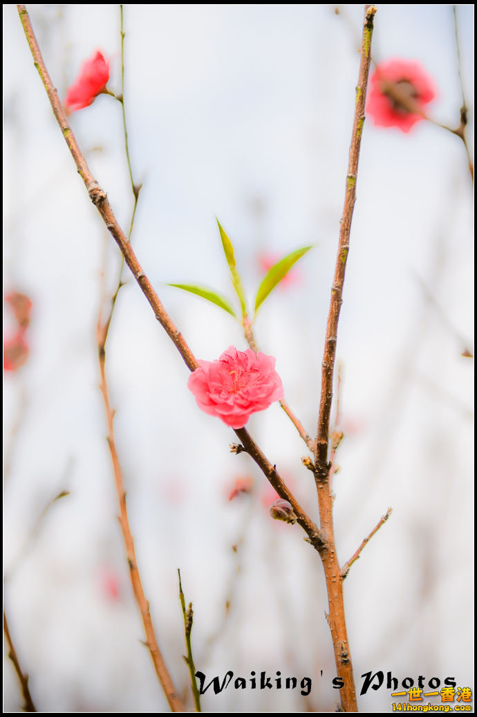 150124 Peach Blossom - 0028.jpg