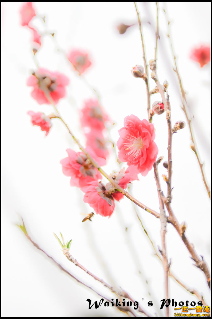 150124 Peach Blossom - 0031.jpg
