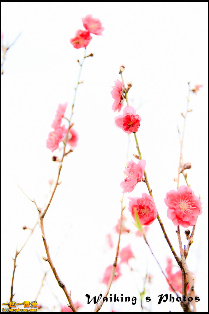 150124 Peach Blossom - 0032.jpg