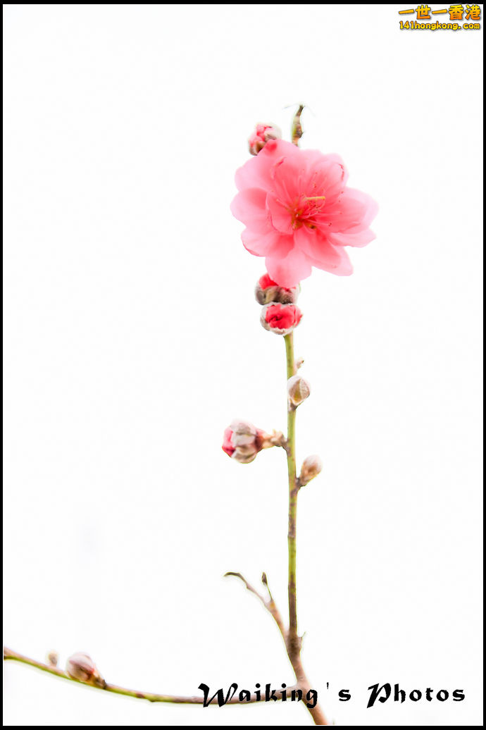 150124 Peach Blossom - 0034.jpg