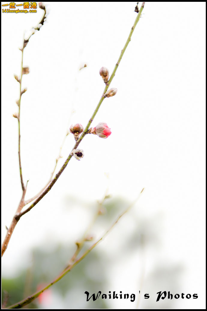 150124 Peach Blossom - 0035.jpg