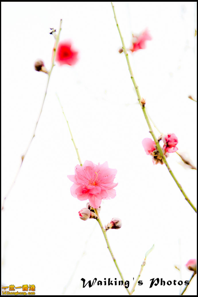 150124 Peach Blossom - 0037.jpg