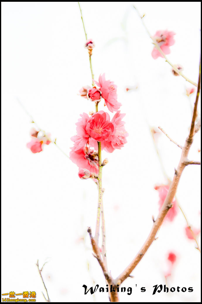 150124 Peach Blossom - 0039.jpg