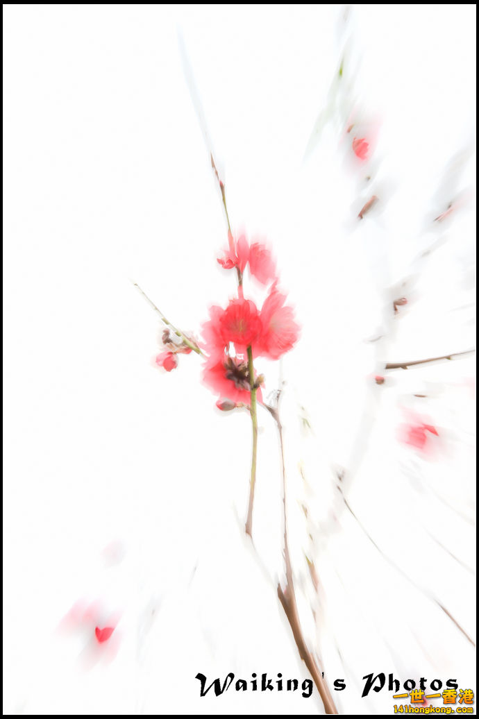 150124 Peach Blossom - 0040.jpg