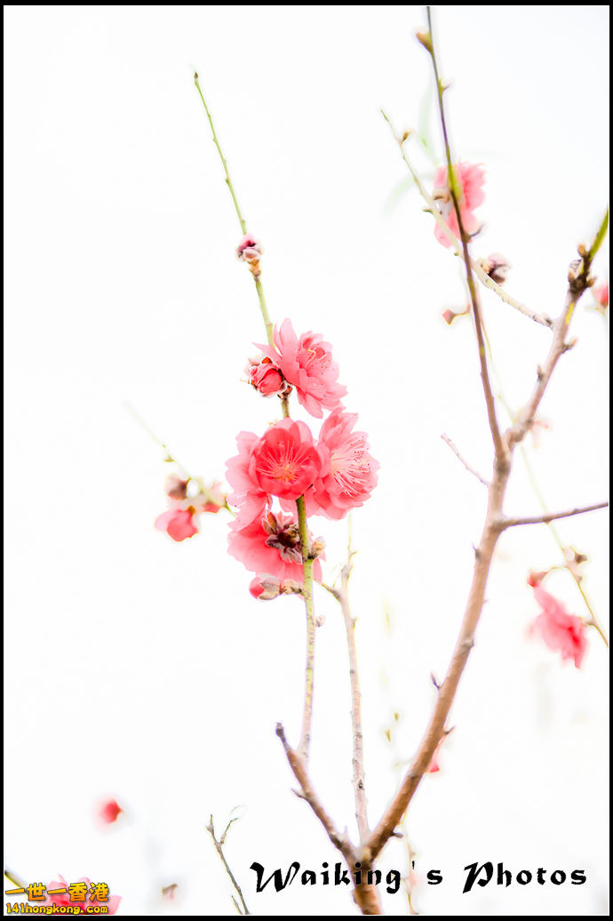150124 Peach Blossom - 0041.jpg