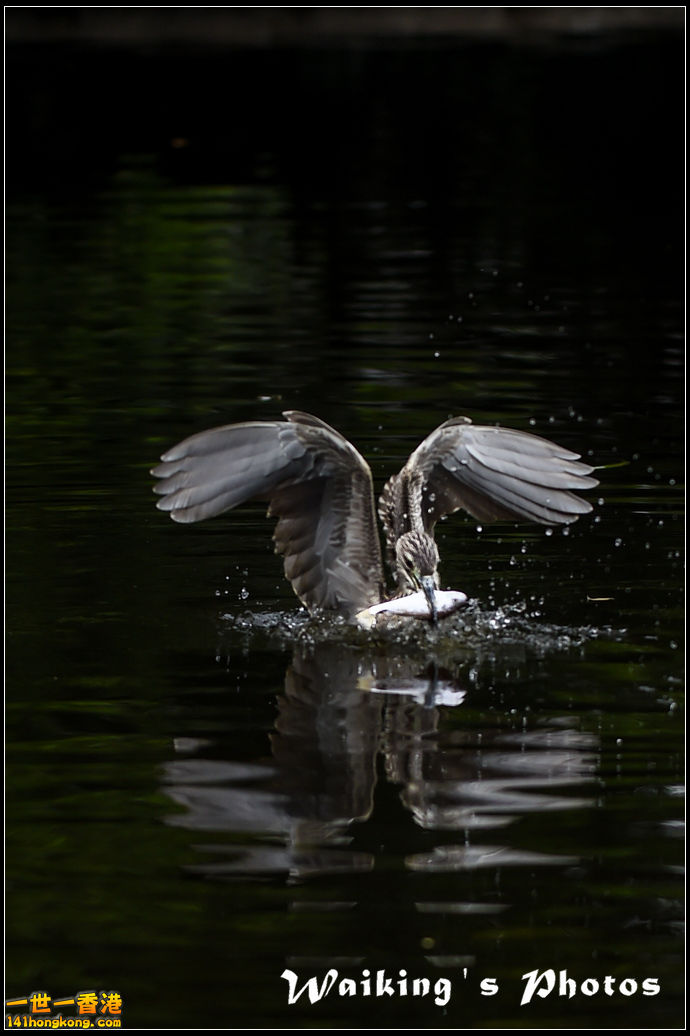 150131 Birds - 0001.jpg