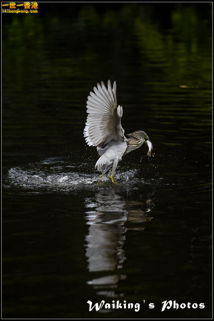 150131 Birds - 0002.jpg