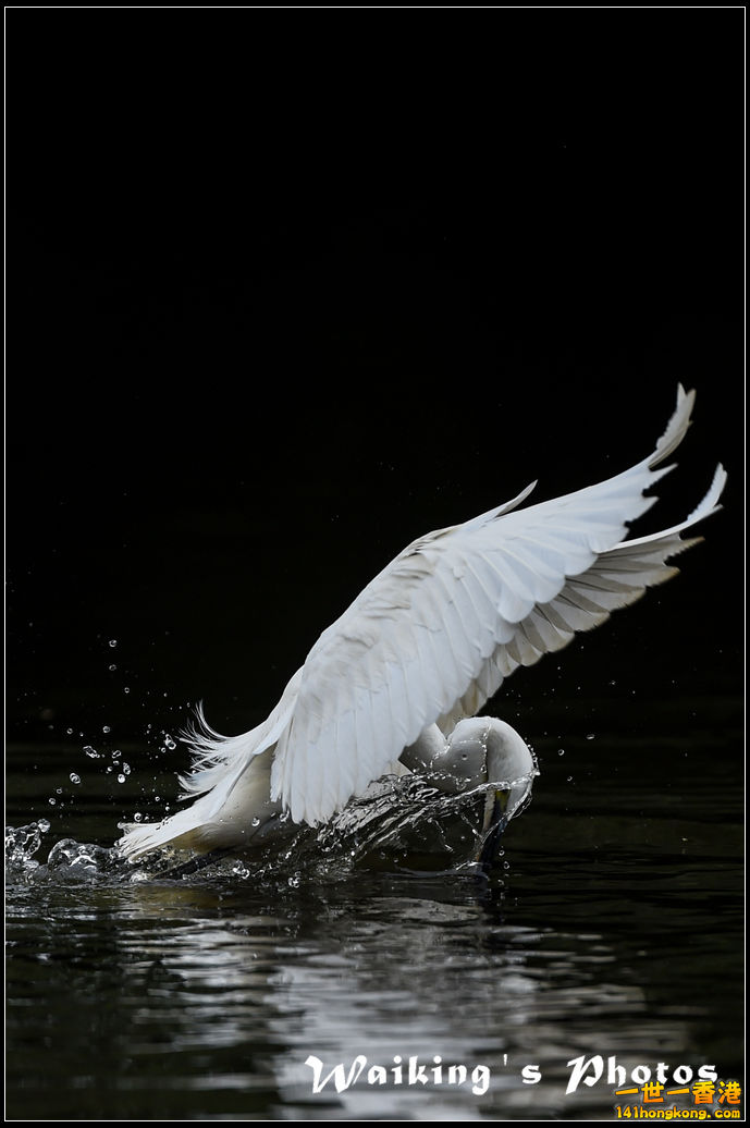 150131 Birds - 0003.jpg